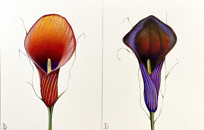 Original double flowers Lillie on Watercolour on arches paper 19 x 14 cm,