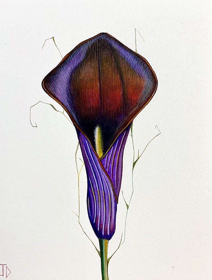 Original single flowers Lillie, watercolour on arches paper 19 x 14 cm, JDavies artworks 2021.