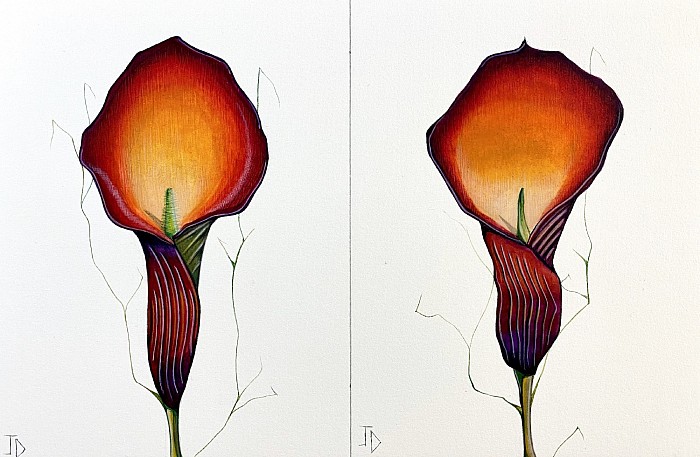 Original double flowers Lillie. Watercolour on arches paper 28 x 19 cm, JDavies artworks 2021