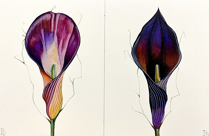 Watercolour flowers double Lillie, 28 x 19 cm JDavies 2021.