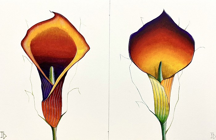 Watercolour flowers double Lillie. 28 x 19 cm JDavies 2021