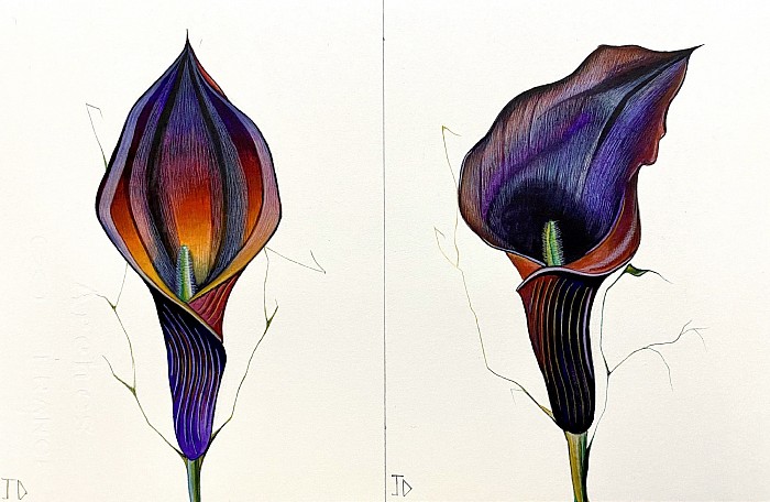 Watercolour flowers double Lillie, 28 x 19 cm JDavies artworks 2021.