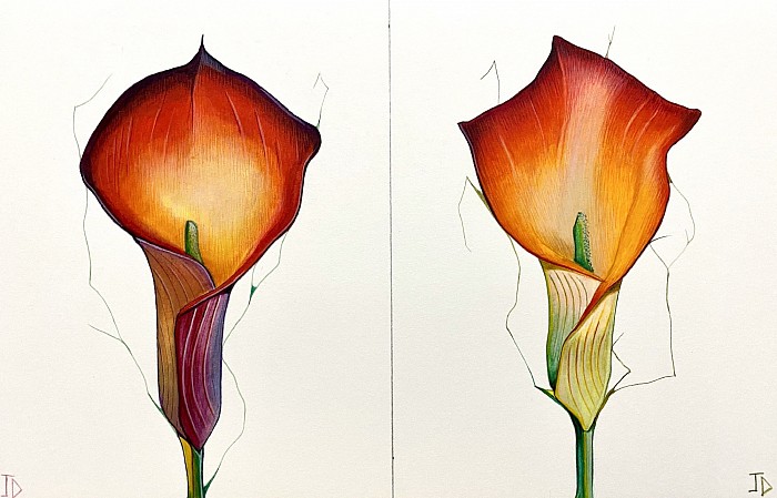Watercolour flowers double Lillie on arches paper 28 x 19 cm, JDavies 2021.