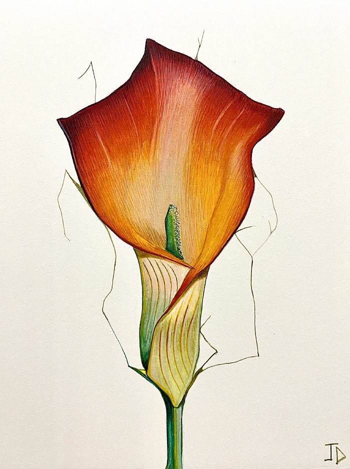 Watercolour flowers single Lillie on arches paper, 19 x 14 cm JDavies 2021.