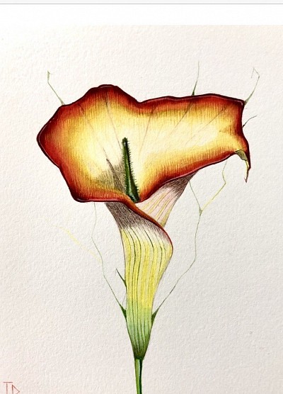 Watercolour flowers